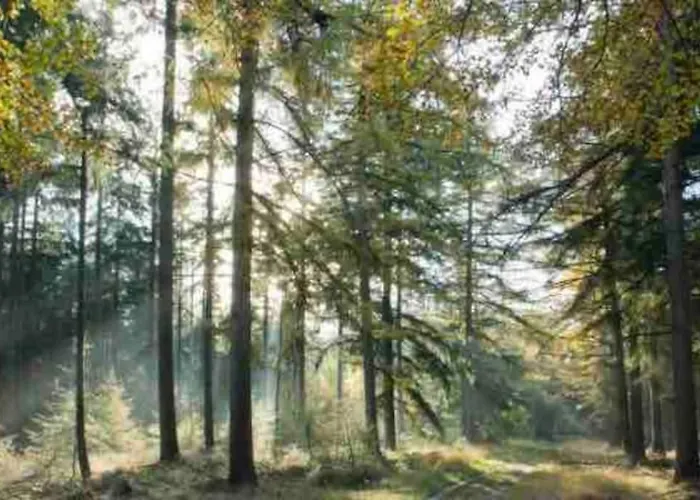 Chalet Midden In De Natuur!