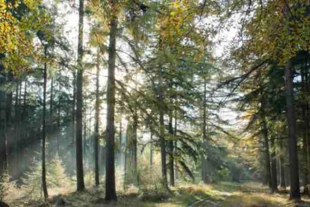Midden In De Natuur! Apartment *